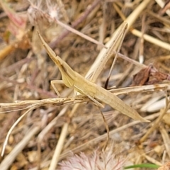 Acrida conica (Giant green slantface) at Block 402 - 12 Jan 2022 by trevorpreston