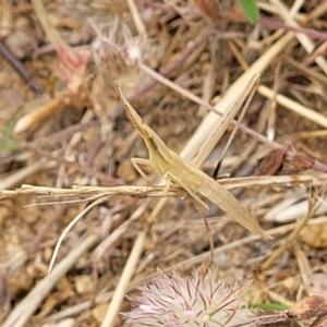 Acrida conica at Stromlo, ACT - 13 Jan 2022