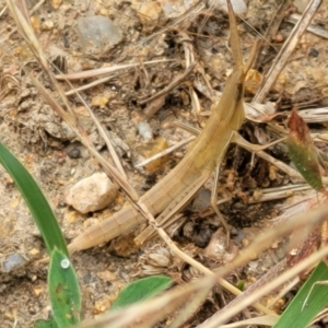 Acrida conica at Stromlo, ACT - 13 Jan 2022