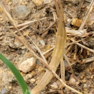 Acrida conica at Stromlo, ACT - 13 Jan 2022