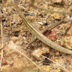 Acrida conica (Giant green slantface) at Piney Ridge - 13 Jan 2022 by trevorpreston