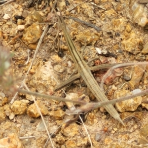 Acrida conica at Stromlo, ACT - 13 Jan 2022 09:29 AM