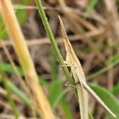 Acrida conica at Stromlo, ACT - 13 Jan 2022 09:29 AM