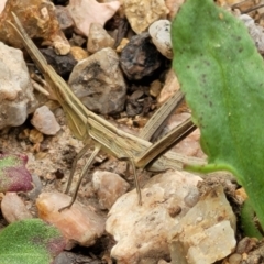 Acrida conica at Stromlo, ACT - 13 Jan 2022