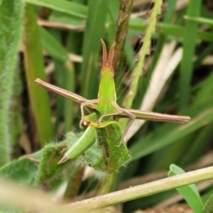 Acrida conica at Stromlo, ACT - 13 Jan 2022 09:27 AM