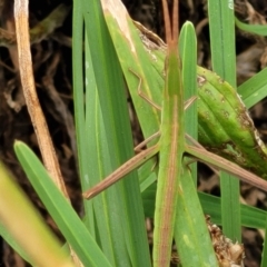 Acrida conica at Stromlo, ACT - 13 Jan 2022