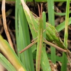 Acrida conica at Stromlo, ACT - 13 Jan 2022