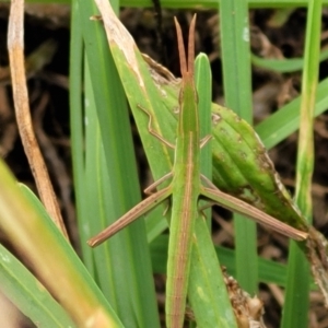 Acrida conica at Stromlo, ACT - 13 Jan 2022 09:27 AM