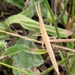 Acrida conica at Stromlo, ACT - 13 Jan 2022 09:26 AM