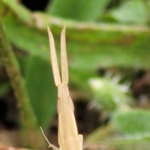 Acrida conica at Stromlo, ACT - 13 Jan 2022 09:26 AM