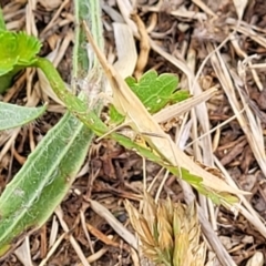 Acrida conica at Stromlo, ACT - 13 Jan 2022