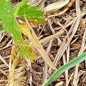 Acrida conica at Stromlo, ACT - 13 Jan 2022 09:26 AM