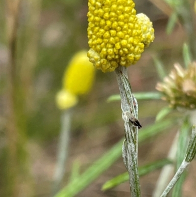 Calocephalus citreus (Lemon Beauty Heads) at Griffith Woodland - 13 Jan 2022 by AlexKirk