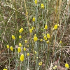 Calocephalus citreus at Griffith, ACT - 13 Jan 2022 12:29 PM