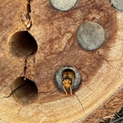 Eumeninae (subfamily) (Unidentified Potter wasp) at Wodonga - 13 Jan 2022 by Tar10rat