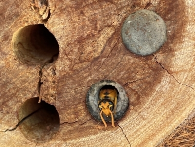 Eumeninae (subfamily) (Unidentified Potter wasp) at West Wodonga, VIC - 13 Jan 2022 by Tar10rat