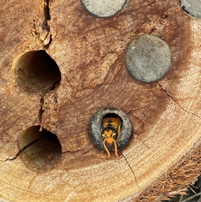 Eumeninae (subfamily) (Unidentified Potter wasp) at West Wodonga, VIC - 13 Jan 2022 by Tar10rat