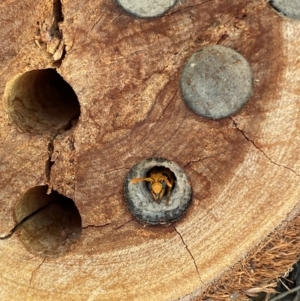 Eumeninae (subfamily) at West Wodonga, VIC - 13 Jan 2022