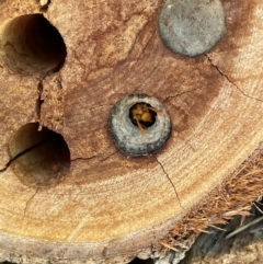 Eumeninae (subfamily) at West Wodonga, VIC - 13 Jan 2022