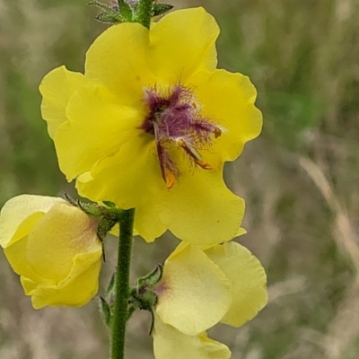 Verbascum virgatum (Green Mullein) at Stromlo, ACT - 13 Jan 2022 by trevorpreston
