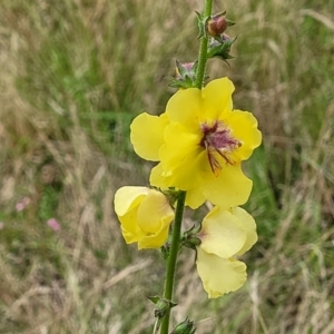 Verbascum virgatum at Stromlo, ACT - 13 Jan 2022