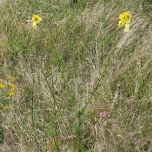 Verbascum virgatum at Stromlo, ACT - 13 Jan 2022