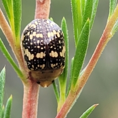 Paropsis pictipennis (Tea-tree button beetle) at Block 402 - 12 Jan 2022 by trevorpreston