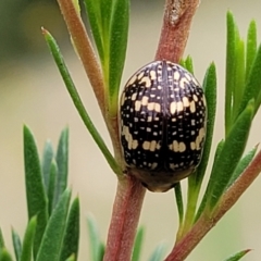 Paropsis pictipennis at Stromlo, ACT - 13 Jan 2022