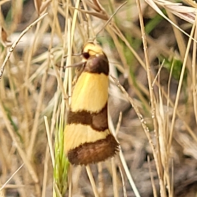 Chrysonoma fascialis (A Concealer moth (Wingia group) at Molonglo Valley, ACT - 13 Jan 2022 by tpreston