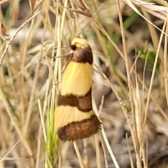 Chrysonoma fascialis (A concealer moth) at Block 402 - 12 Jan 2022 by trevorpreston