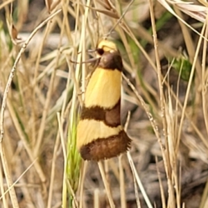 Chrysonoma fascialis at Molonglo Valley, ACT - 13 Jan 2022