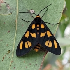 Amata (genus) (Handmaiden Moth) at Stromlo, ACT - 13 Jan 2022 by trevorpreston