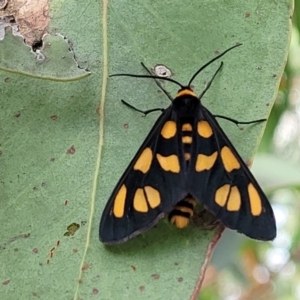 Amata (genus) at Stromlo, ACT - 13 Jan 2022 09:01 AM