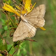 Scopula (genus) (A wave moth (Sterrhinae)) at Stromlo, ACT - 13 Jan 2022 by trevorpreston