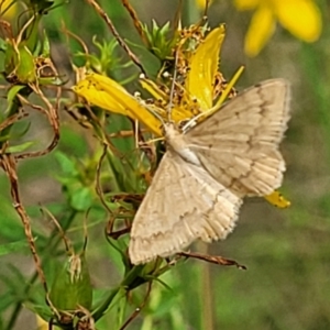 Scopula (genus) at Stromlo, ACT - 13 Jan 2022 08:56 AM