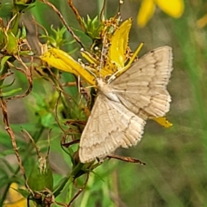 Scopula (genus) at Stromlo, ACT - 13 Jan 2022 08:56 AM