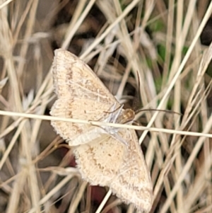 Scopula (genus) at Stromlo, ACT - 13 Jan 2022 08:56 AM