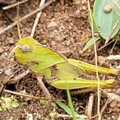 Gastrimargus musicus (Yellow-winged Locust or Grasshopper) at Stromlo, ACT - 13 Jan 2022 by trevorpreston