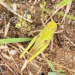 Gastrimargus musicus at Stromlo, ACT - 13 Jan 2022 08:51 AM