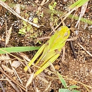 Gastrimargus musicus at Stromlo, ACT - 13 Jan 2022 08:51 AM