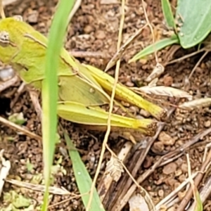 Gastrimargus musicus at Stromlo, ACT - 13 Jan 2022 08:51 AM