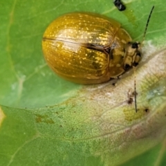 Paropsisterna cloelia (Eucalyptus variegated beetle) at Block 402 - 12 Jan 2022 by trevorpreston