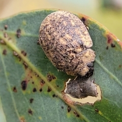 Trachymela sp. (genus) (Brown button beetle) at Block 402 - 12 Jan 2022 by trevorpreston