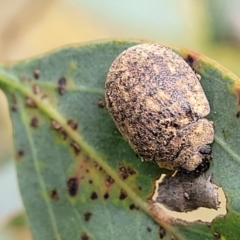 Trachymela sp. (genus) at Stromlo, ACT - 13 Jan 2022