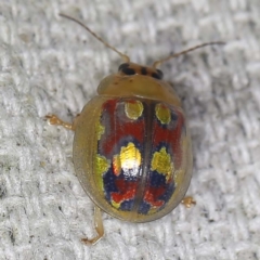 Paropsisterna nobilitata (Leaf beetle, Button beetle) at O'Connor, ACT - 12 Jan 2022 by ibaird