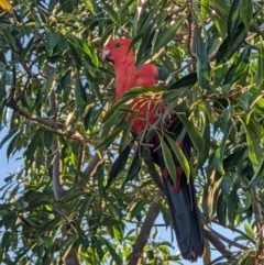 Alisterus scapularis (Australian King-Parrot) at Albury - 11 Jan 2022 by ChrisAllen