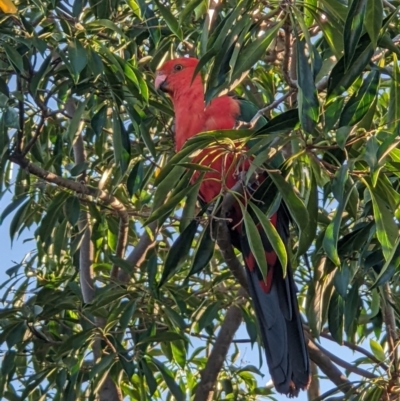 Alisterus scapularis (Australian King-Parrot) at Thurgoona, NSW - 11 Jan 2022 by ChrisAllen