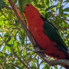 Alisterus scapularis at Thurgoona, NSW - 11 Jan 2022