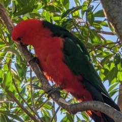 Alisterus scapularis at Thurgoona, NSW - 11 Jan 2022