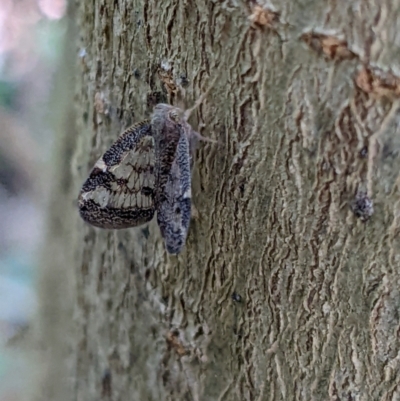 Scolypopa australis (Passionvine hopper, Fluffy bum) at Wodonga - 11 Jan 2022 by ChrisAllen